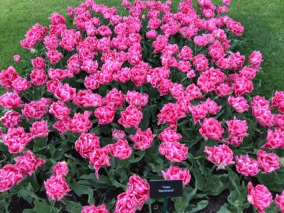 Màu hoa tulip thương nhớ ở Keukenhof ?
