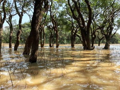 Góc rừng ngập nước hồ Tonle Sap