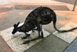 Những con chuột túi ven đường Brisbane ! Photo Samgoshare