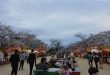Lễ hội Hanami tại công viên Ohori Fukuoka. Photo Samgoshare