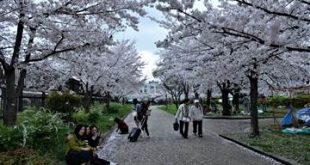 Chiều mộng mị Osaka hoa bay theo gió. Photo Samgoshare