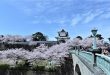 Lung linh hoa anh đào trước lâu đài Kanazawa. Photo Samgoshare