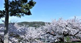 Hoa Sakura trong vườn cảnh quan Kenrokuen Kanazawa. Photo Samgoshare
