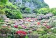 Thung lũng hoa Mifuneyama Rakuen. Photo Samgoshare