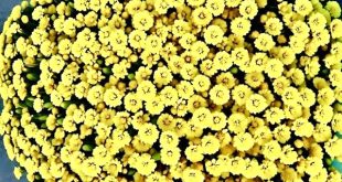 Đón chào năm 2026 Tết Bính Ngọ